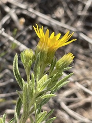 Heterotheca stenophylla