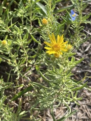 Heterotheca stenophylla