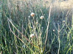Baccharis juncea