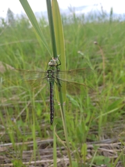 Anax imperator