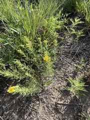 Heterotheca stenophylla