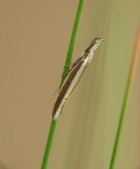 Pleurota aristella
