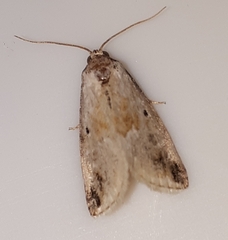 Maliattha synochitis