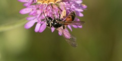 Andrena hattorfiana