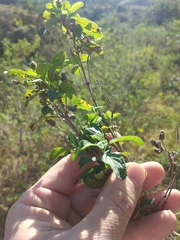 Lippia javanica