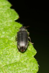 Hemicoelus