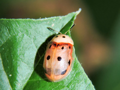 Phytodectoidea quatuordecimpunctata