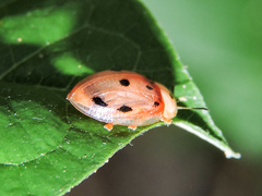 Phytodectoidea quatuordecimpunctata