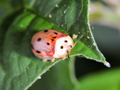 Phytodectoidea quatuordecimpunctata