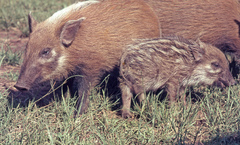 Bush-Pig photo 3