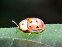 Phytodectoidea quatuordecimpunctata
