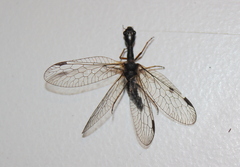 Phaeostigma