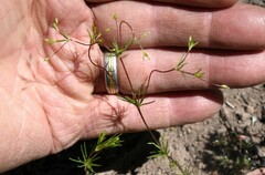Linanthus harknessii
