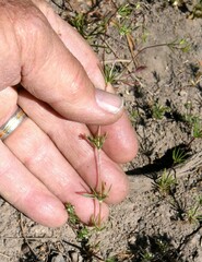 Linanthus harknessii