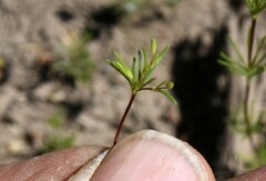 Linanthus harknessii