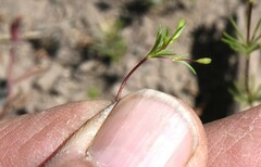 Linanthus harknessii