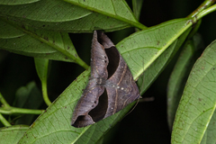 Bastilla joviana