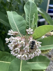 Megachile texana