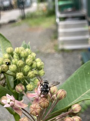 Megachile texana