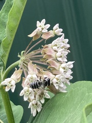 Megachile texana