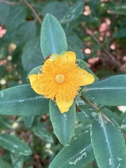 Hypericum frondosum