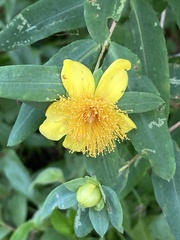 Hypericum frondosum