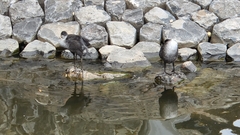 Fulica atra