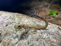 Cnemaspis peninsularis