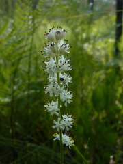 Triantha racemosa