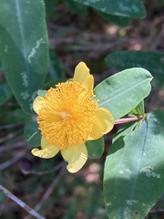 Hypericum frondosum