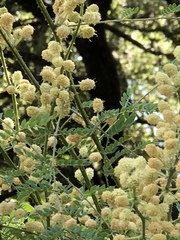 Mimosa malacophylla