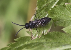Myrmosidae