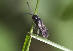 Myrmosidae