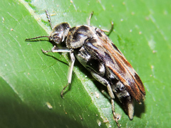 Glipa hilaris