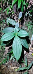 Medinilla formosana