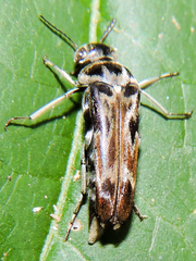 Glipa hilaris