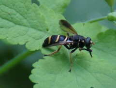 Temnostoma bombylans