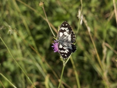 Melanargia galathea
