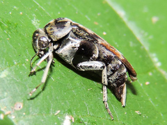 Glipa hilaris