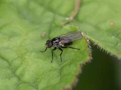 Coenosia atra