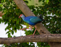 Porphyrio poliocephalus
