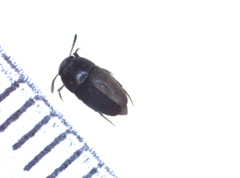Ptomaphagus