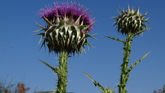 Carduus macrocephalus