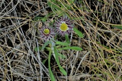 Erigeron eriocephalus