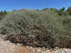 Atriplex lentiformis