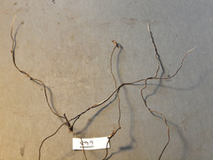 Polyporus guianensis