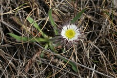 Erigeron eriocephalus