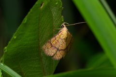 Raparna transversa