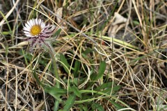 Erigeron eriocephalus