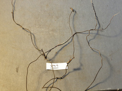 Polyporus guianensis